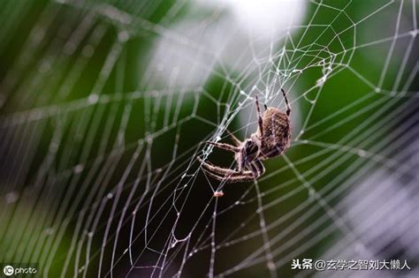 蜘蛛結網風水|家裡有蜘蛛風水